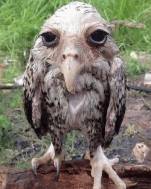 an owl with a long beak is standing on a tree branch looking at the camera .