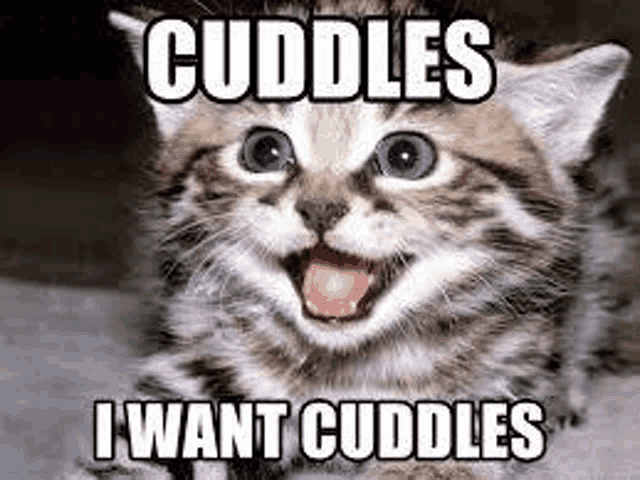 a kitten is smiling with its tongue out and says cuddles i want cuddles .