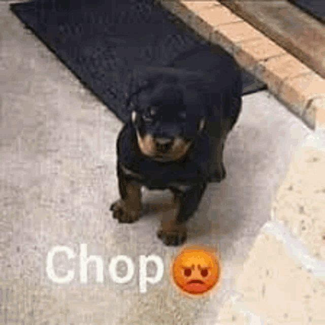 a rottweiler puppy is sitting on the ground next to a door mat .