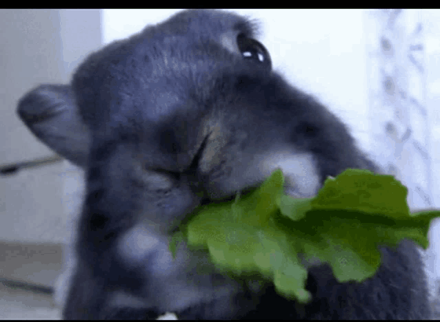 a rabbit is eating a leaf of lettuce with its eyes closed