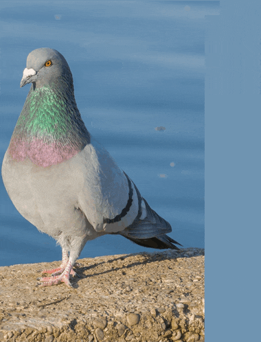 a pigeon with a pink and green feathered head is standing on a rock