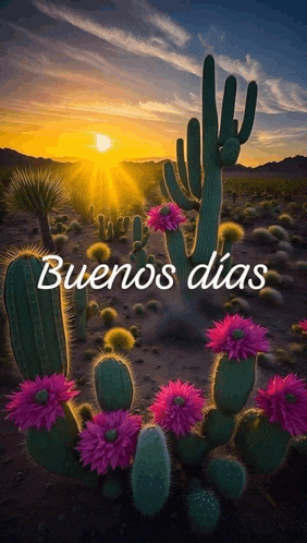 a bunch of cactus with purple flowers and the words buenos dias on the bottom