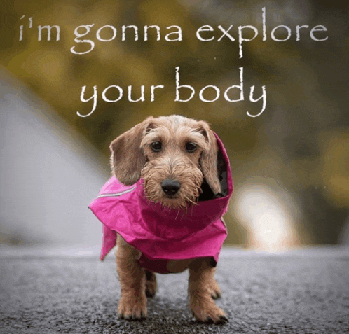 a small brown dog wearing a pink jacket with the words " i 'm gonna explore your body "