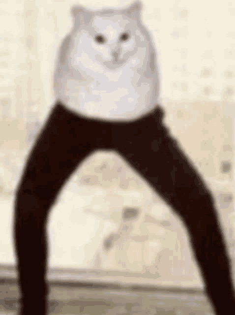 a white cat is wearing black pants and standing on two legs .