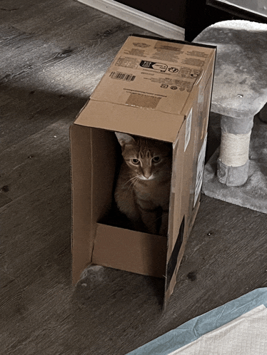 a cat is sitting in a cardboard box with a sticker on it that says ' a ' on it