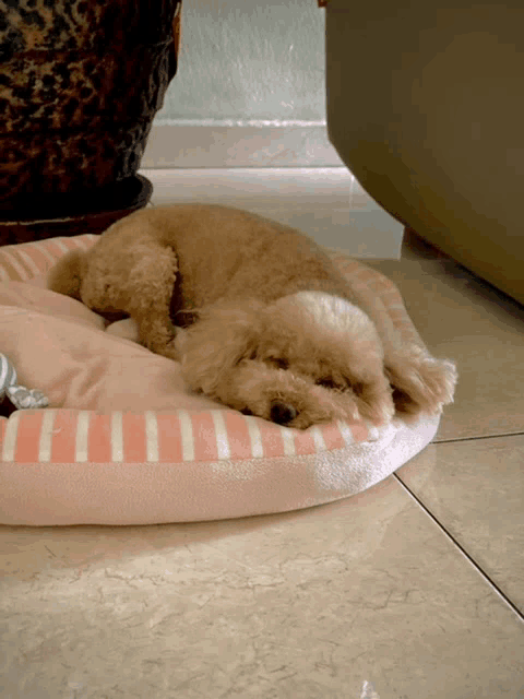 a small brown dog is laying on a pink and white striped dog bed