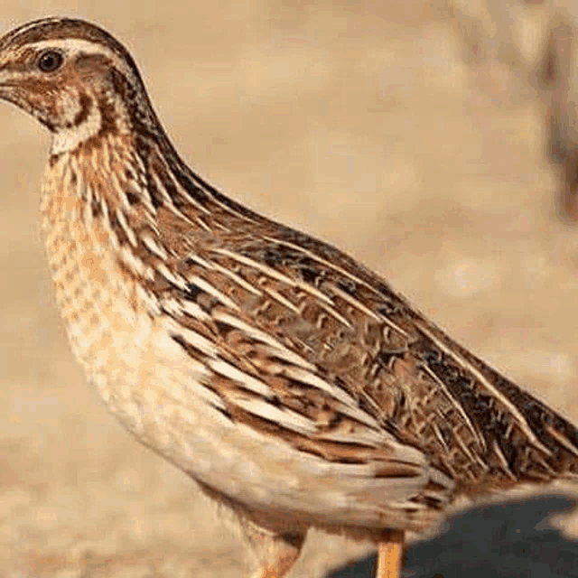 a quail is standing on top of a rock in the dirt .