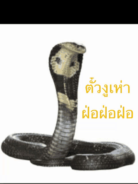 a picture of a snake with chinese writing on the bottom right