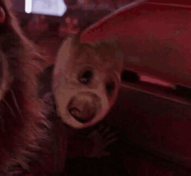 a close up of a raccoon looking at the camera with a red background .