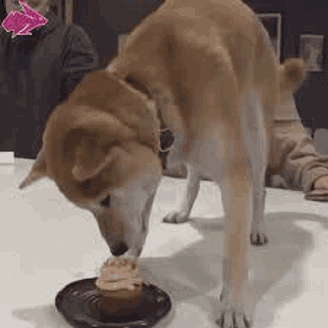 a brown dog is sniffing a cupcake on a plate .