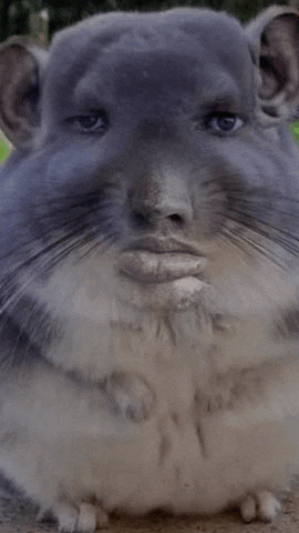 a chinchilla with a human face is sitting on the ground .