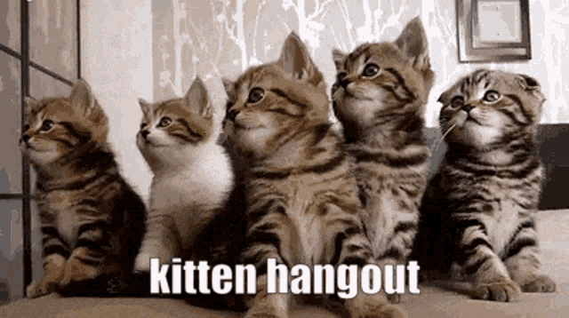 a group of kittens are sitting next to each other and the words kitten hangout are above them