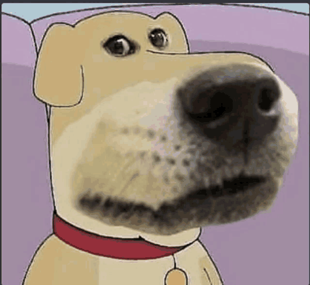 a close up of a dog 's face with a red collar .