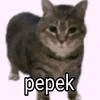 a cat is standing on a white background with the word pepek written on it .