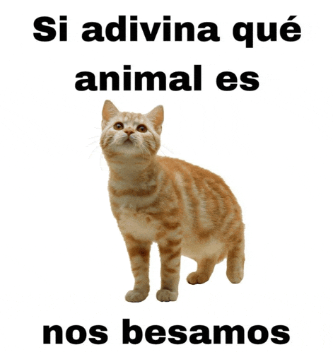 a picture of a cat with the words si adivina que animal es nos besamos below it