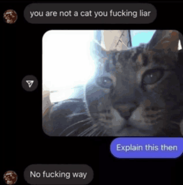 a screenshot of a text message with a picture of a cat and the words you are not a cat you fucking liar