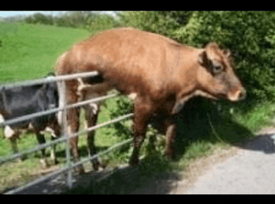 a brown cow is standing on its hind legs behind a fence .