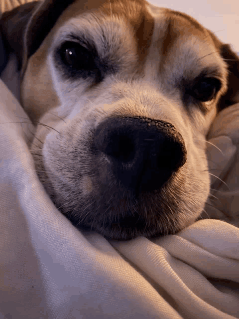 a close up of a brown and white dog laying on a blanket