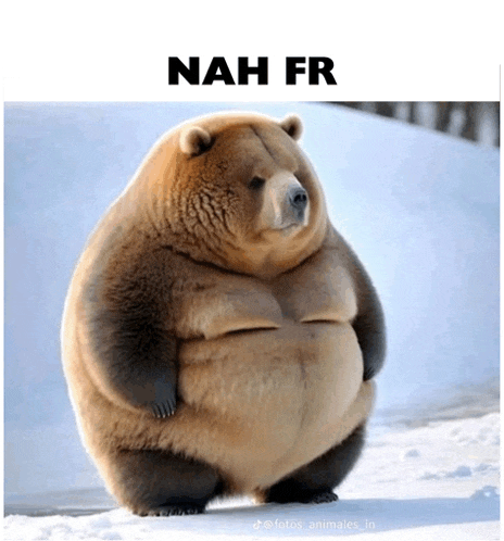 a picture of a very fat bear with the words nah fr below it