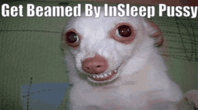 a small white dog is smiling with the words get beamed by insleep pussy above it