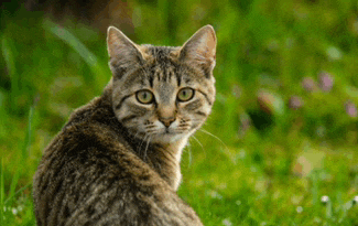 a cat is sitting in the grass looking at the camera .