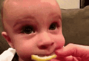 a baby is eating a slice of lemon from someone 's hand .