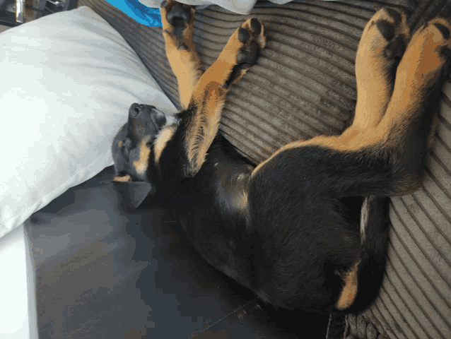 a black and tan dog is laying on its back on a couch