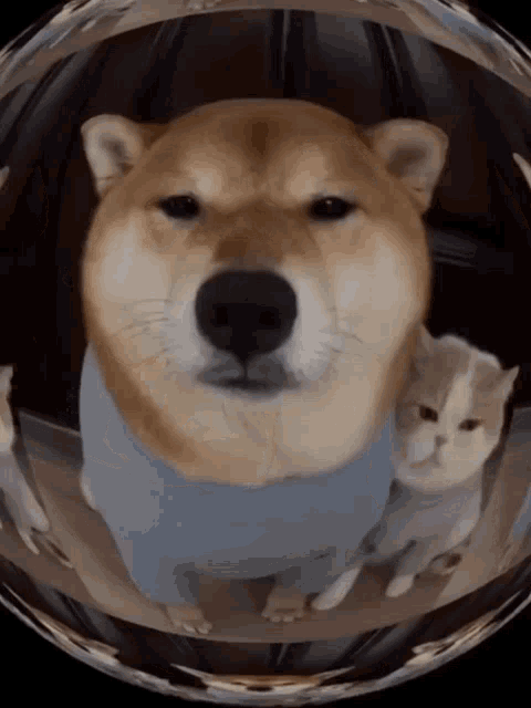 a dog and a cat are looking at the camera in a circle