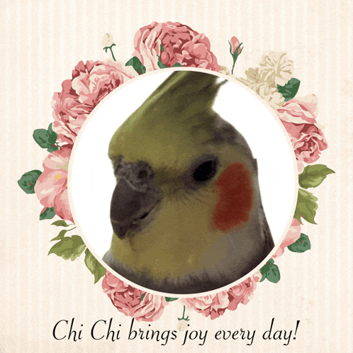 a picture of a cockatiel with the words chi chi brings joy every day