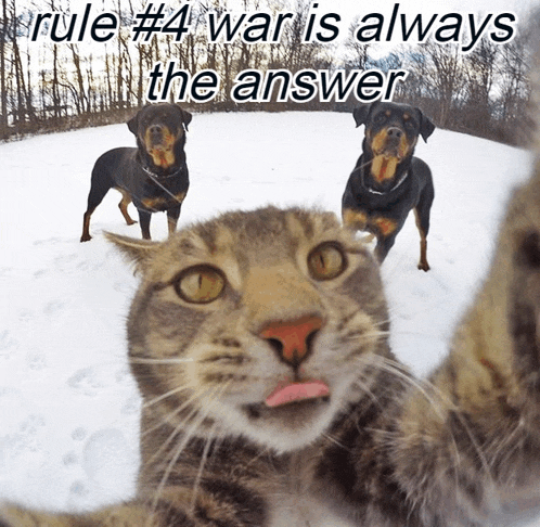 rule # 4 war is always the answer is written above a cat