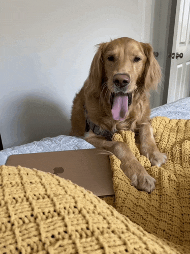 a dog laying on a bed with its tongue out next to an apple laptop