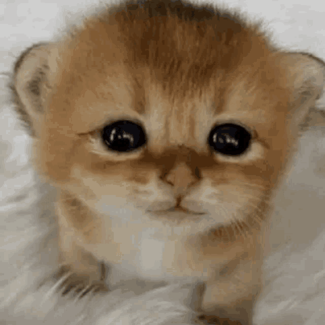 a small kitten is sitting on a white blanket looking at the camera .