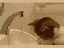 a cat is playing with water in a sink