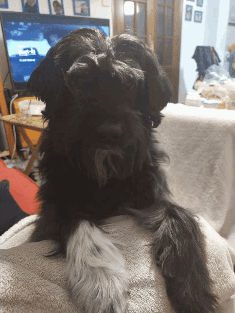 a small black dog laying on a couch with a tv in the background