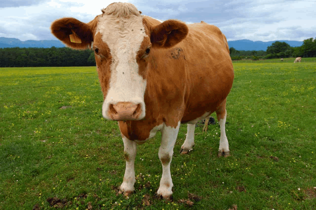 a brown and white cow standing in a field with mountains in the background