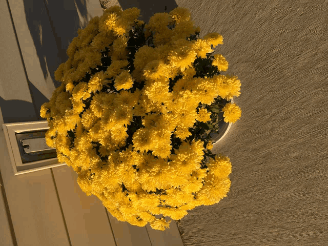 a bunch of yellow flowers in a white pot outside