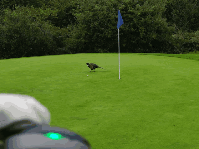 a green golf course with a bird on the green