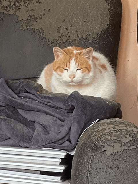 an orange and white cat is sleeping on a chair