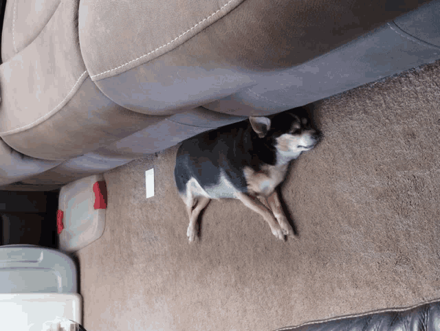 a small dog laying on a carpet next to a brown couch