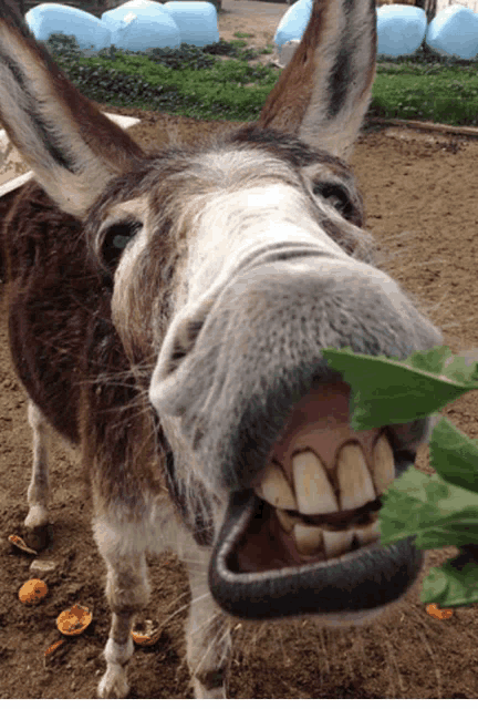 a donkey with its mouth open and a leaf in it 's mouth