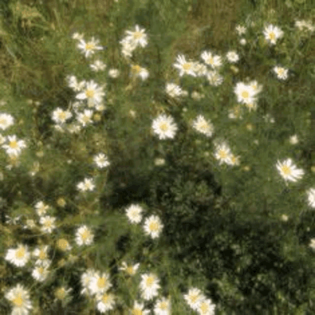 a bunch of daisies are growing on a bush in a field .