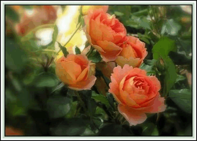 a bunch of orange roses with green leaves on a bush