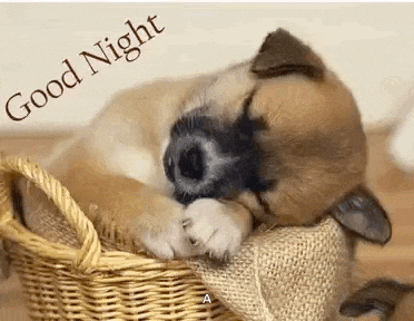 a puppy is sleeping in a basket with the words `` good night '' written above it .