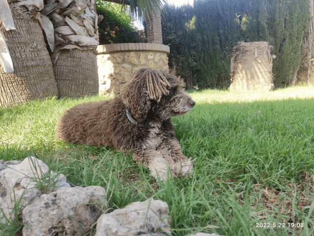 a brown and white dog laying in the grass with the date 2022.5.2.19:08