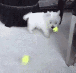 a small white dog is playing with a yellow tennis ball