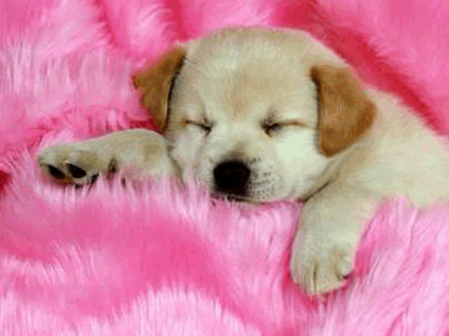 a puppy is sleeping on a pink fur blanket .