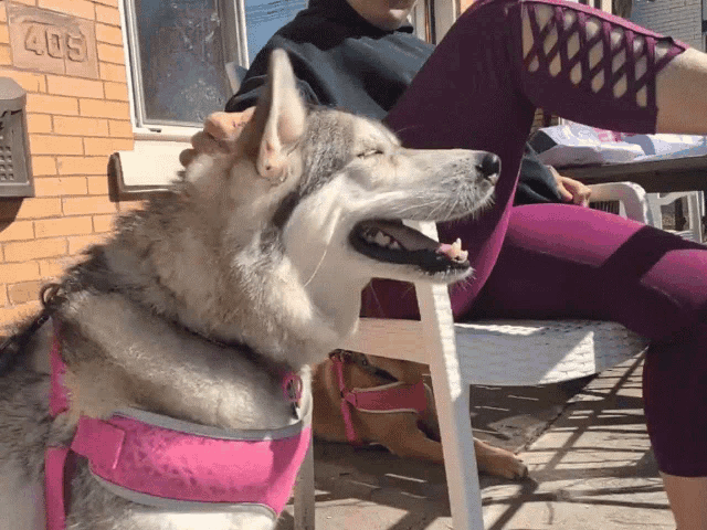 a dog wearing a pink harness is sitting next to a woman in front of a brick building with the number 405 on it