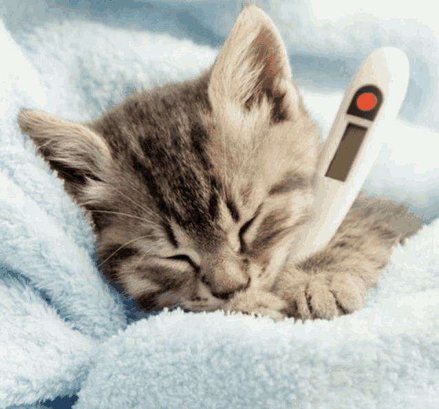 a kitten is laying on a blanket with a thermometer in its mouth