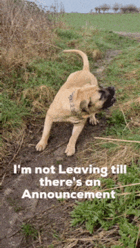 a dog standing on a dirt path with the words " i 'm not leaving till there 's an announcement " below it