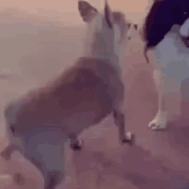 a dog is standing on its hind legs next to another dog on a beach .